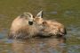 Moose Cow, Sandy Stream Pond, Baxter State Park, Maine